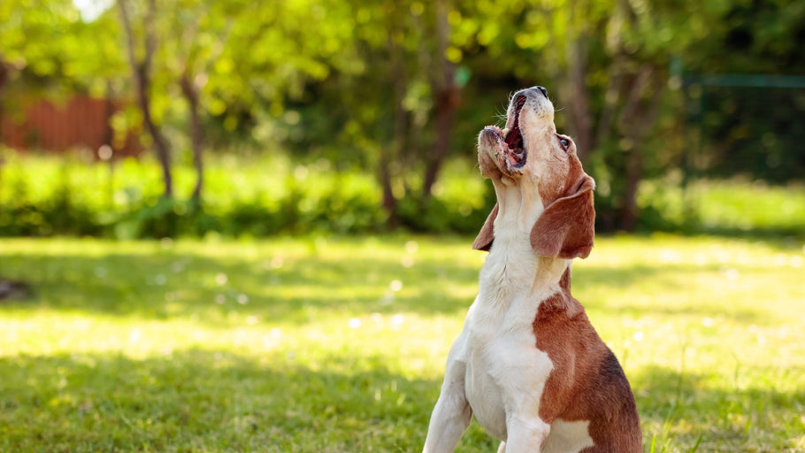 8. Barking - How to Stop it